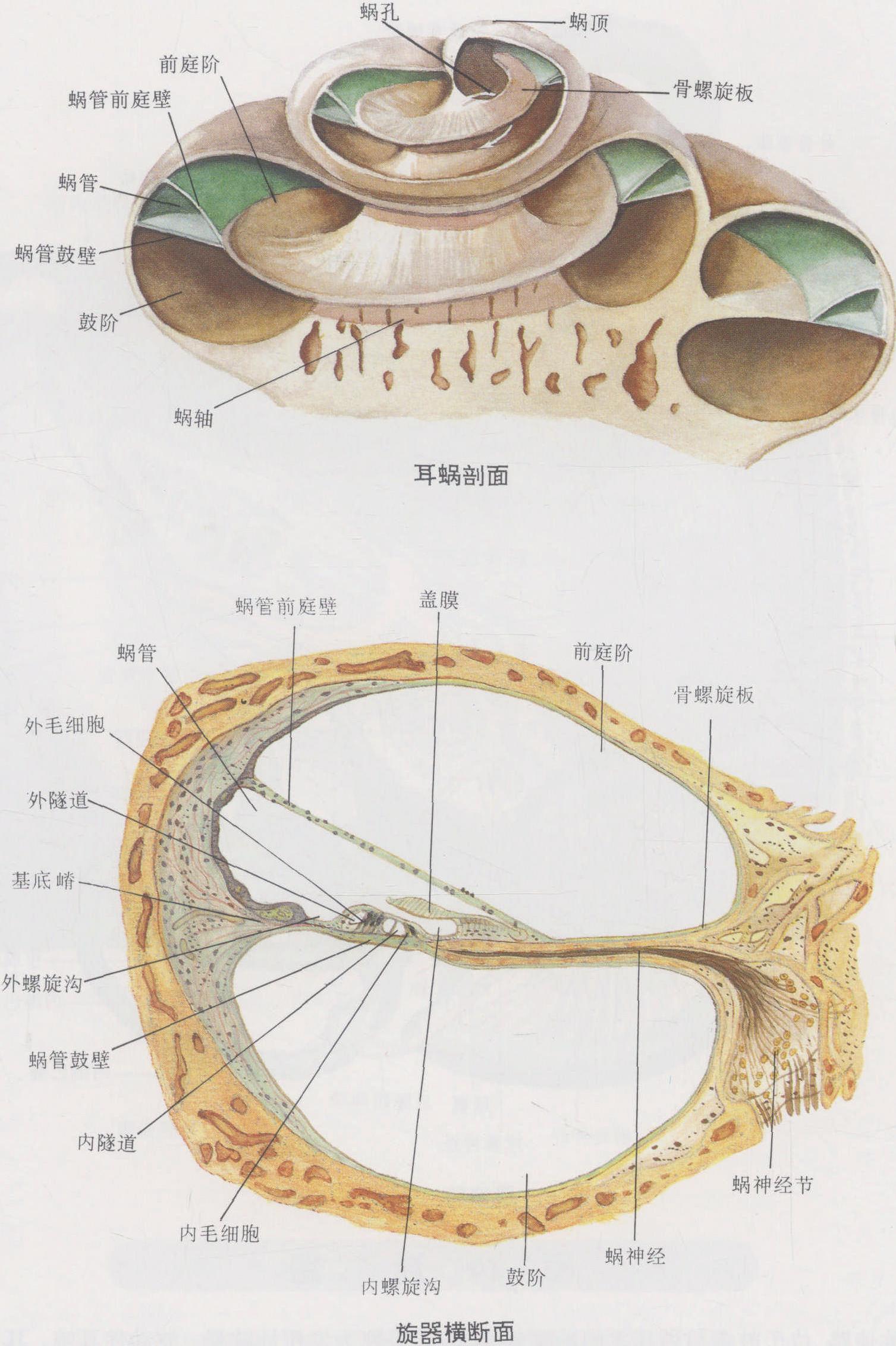 图1-25 耳蜗